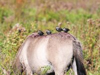 Sturnus vulgaris 41, Spreeuw, Saxifraga-Bart Vastenhouw