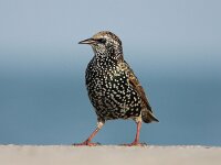 Sturnus vulgaris 42, Spreeuw, Saxifraga-Bart Vastenhouw