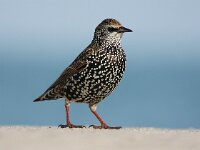 Sturnus vulgaris 44, Spreeuw, Saxifraga-Bart Vastenhouw