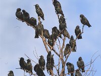 Sturnus vulgaris 5, Spreeuw, Saxifraga-Piet Munsterman
