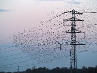 Sturnus vulgaris 52, Spreeuw, Saxifraga-Hans Dekker