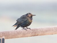 Sturnus vulgaris 55, Spreeuw, Saxifraga-Luuk Vermeer