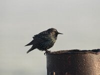 Sturnus vulgaris 57, Spreeuw, Saxifraga-Luuk Vermeer