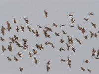 Sturnus vulgaris 6, Spreeuw, Saxifraga-Luc Hoogenstein