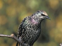 Sturnus vulgaris 7, Spreeuw, Saxifraga-Piet Munsterman