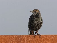 Sturnus vulgaris 9, Spreeuw, Saxifraga-Luc Hoogenstein