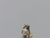 Surnia ulula 10, Sperweruil, Saxifraga-Martin Mollet