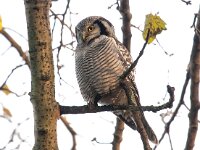 Surnia ulula 27, Sperweruil, Saxifraga-Bart Vastenhouw