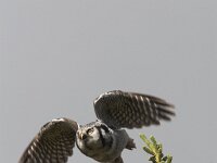 Surnia ulula 4, Sperweruil, Saxifraga-Martin Mollet