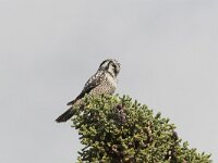 Surnia ulula 6, Sperweruil, Saxifraga-Martin Mollet