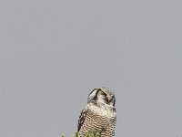 Surnia ulula 7, Sperweruil, Saxifraga-Martin Mollet