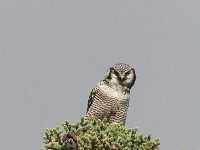 Surnia ulula 8, Sperweruil, Saxifraga-Martin Mollet