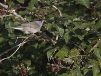 Sylvia atricapilla 9, Zwartkop, Saxifraga-Mark Zekhuis