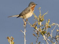 Sylvia cantillans 4, Baardgrasmus, Saxifraga-Piet Munsterman
