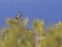 Sylvia cantillans 5, Baardgrasmus, Saxifraga-Mark Zekhuis