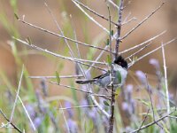 Sylvia melanocephala 10, Kleine zwartkop, adult, male, Saxifraga-Theo Verstrael