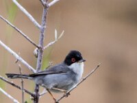 Sylvia melanocephala 12, Kleine zwartkop, adult, male, Saxifraga-Theo Verstrael
