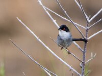 Sylvia melanocephala 14, Kleine zwartkop, adult, male, Saxifraga-Theo Verstrael