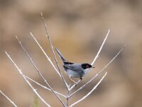 Sylvia melanocephala 15, Kleine zwartkop, adult, male, Saxifraga-Theo Verstrael