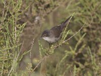 Sylvia melanocephala 3, Kleine zwartkop, Saxifraga-Luc Hoogenstein  Kleine Zwartkop; Sylvia melanocephala; Sardinian Warbler : Portugal, april, Sylvia melanocephala, vogel, black, rood oog, zangvogel, grasmus, Sardinian Warbler, zwart, Fauvette melanocephale, Kleine Zwartkop, Algarve, natuur, spring, lente, bird, red eye, coast, voorjaar, Iberisch Schiereiland, Samtkopf-Grasmucke, Zuid-Europa, Europa, songbird, nature, kust