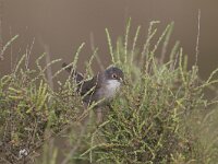 Sylvia melanocephala 4, Kleine zwartkop, Saxifraga-Luc Hoogenstein  Kleine Zwartkop; Sylvia melanocephala; Sardinian Warbler : Samtkopf-Grasmucke, Algarve, grasmus, red eye, songbird, bird, lente, Fauvette melanocephale, zangvogel, rood oog, Kleine Zwartkop, Iberisch Schiereiland, Sardinian Warbler, Portugal, april, kust, Europa, zwart, black, voorjaar, nature, vogel, Sylvia melanocephala, Zuid-Europa, coast, spring, natuur