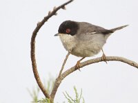 Sylvia melanocephala 5, Kleine zwartkop, Saxifraga-Luc Hoogenstein  Kleine Zwartkop; Sylvia melanocephala; Sardinian Warbler : Europa, Algarve, nature, Samtkopf-Grasmucke, songbird, Iberisch Schiereiland, Sylvia melanocephala, Portugal, vogel, coast, bird, Kleine Zwartkop, zangvogel, grasmus, male, lente, mannetje, rood oog, Fauvette melanocephale, Sardinian Warbler, natuur, spring, zwart, red eye, april, black, voorjaar, kust, man, Zuid-Europa