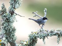 Sylvia melanocephala 8, Kleine zwartkop, adult, male, Saxifraga-Theo Verstrael