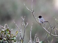 Sylvia melanocephala 9, Kleine zwartkop, adult, male, Saxifraga-Theo Verstrael