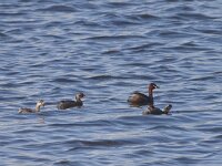 Tachybaptus ruficollis 11, Dodaars, Saxifraga-Mark Zekhuis