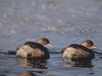 Tachybaptus ruficollis 3, Dodaars, Saxifraga-Piet Munsterman