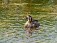 Tachybaptus ruficollis 33, Dodaars, Saxifraga-Bart Heijne : 2024, Breskens, Tachybaptus ruficollis, Waterdunen, Zeeland, dodaars, jong, juli, juveniel, vakantie, vogel, zomer