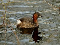 Tachybaptus ruficollis 4, Dodaars, Saxifraga-Piet Munsterman