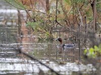 Tachybaptus ruficollis 42, Dodaars, Saxifraga-Tom Heijnen