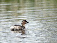 Tachybaptus ruficollis 45, Dodaars, adult, Saxiraga-Theo Verstrael