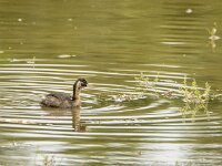 Tachybaptus ruficollis 48, Dodaars, adult, Saxiraga-Theo Verstrael