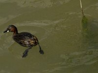 Tachybaptus ruficollis 9, Dodaars, Saxifraga-Jan van der Straaten