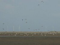 Tadorna tadorna 100, Bergeend, Saxifraga-Mark Zekhuis