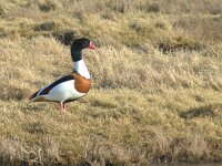 Tadorna tadorna 102, Bergeend, adult, male, Saxifraga-Theo Verstrael