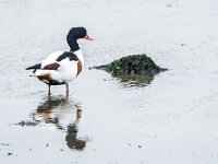 Tadorna tadorna 103, Bergeend, adult, male, Saxifraga-Theo Verstrael