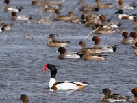 Tadorna tadorna 104, Bergeend, adult, male, Saxifraga-Theo Verstrael