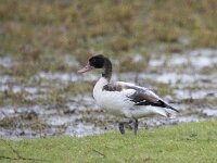 Tadorna tadorna 107, Bergeend, juvenile, Saxifraga-Theo Verstrael