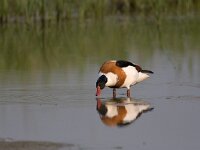 Tadorna tadorna 11, Bergeend, Saxifraga-Luc Hoogenstein