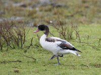 Tadorna tadorna 110, Bergeend, juvenile, Saxifraga-Theo Verstrael