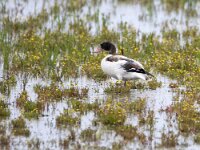 Tadorna tadorna 111, Bergeend, juvenile, Saxifraga-Theo Verstrael