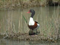 Tadorna tadorna 12, Bergeend, Saxifraga-Jan van der Straaten