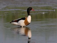 Tadorna tadorna 13, Bergeend, Saxifraga-Luc Hoogenstein