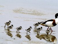 Tadorna tadorna 14, Bergeend, Saxifraga-Piet Munsterman