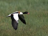 Tadorna tadorna 15, Bergeend, Saxifraga-Mark Zekhuis