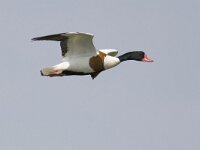 Tadorna tadorna 16, Bergeend, Saxifraga-Mark Zekhuis