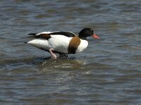 Tadorna tadorna 2, Bergeend, female, Saxifraga-Jan van der Straaten